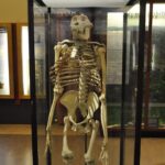 Skelett av förhistorisk människa