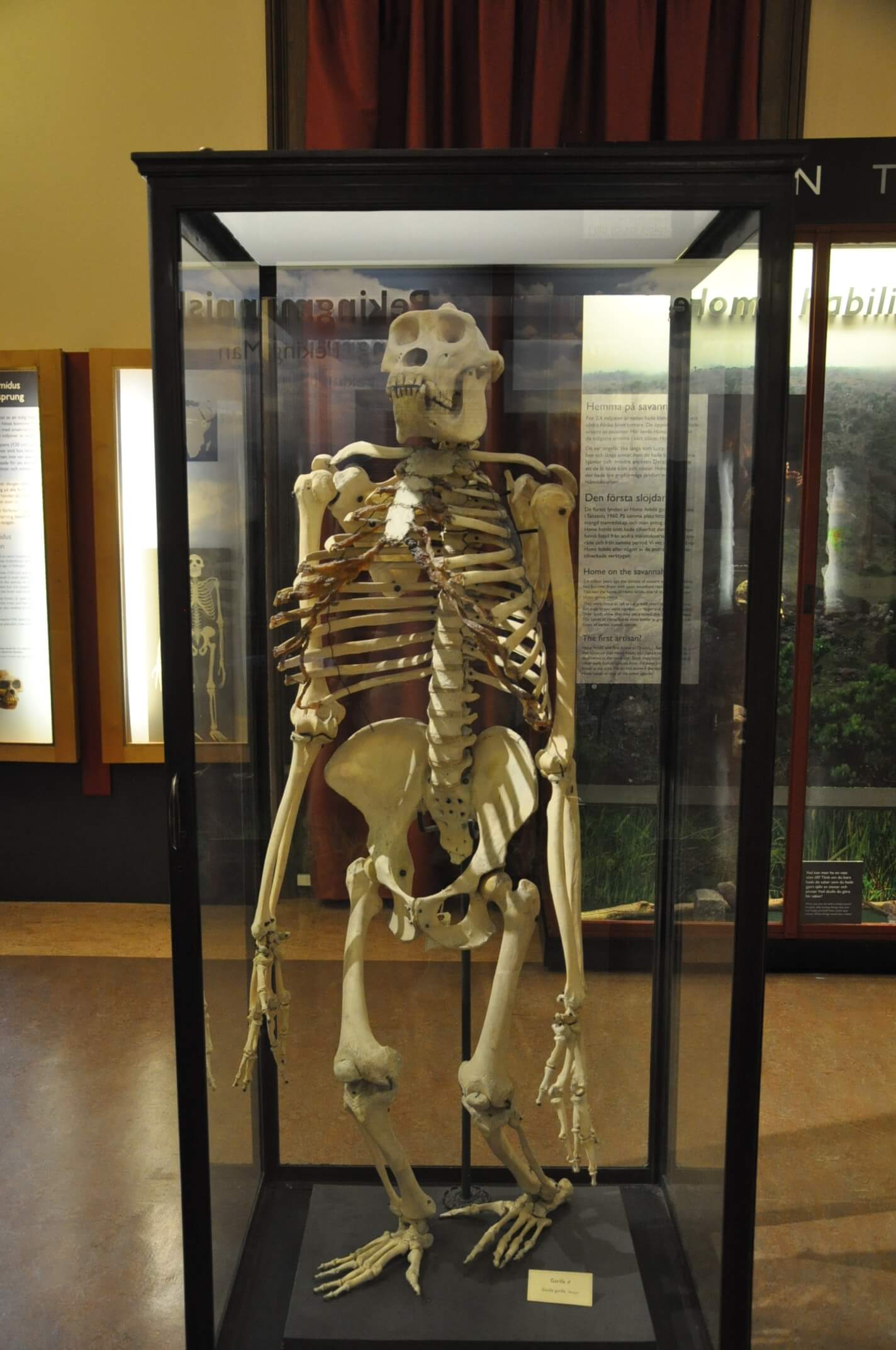 Skelett av förhistorisk människa